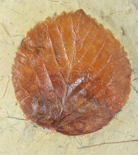 Detailed Fossil Leaf (Davidia) - Glendive, Montana #99341